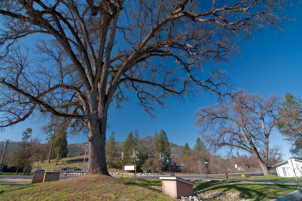 One of many Oak Trees in Oakhurst, 3/2011, Вест-Голливуд