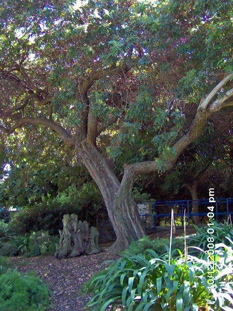 Tree in Atlantis Park Garden Grove, CA, Вестминстер