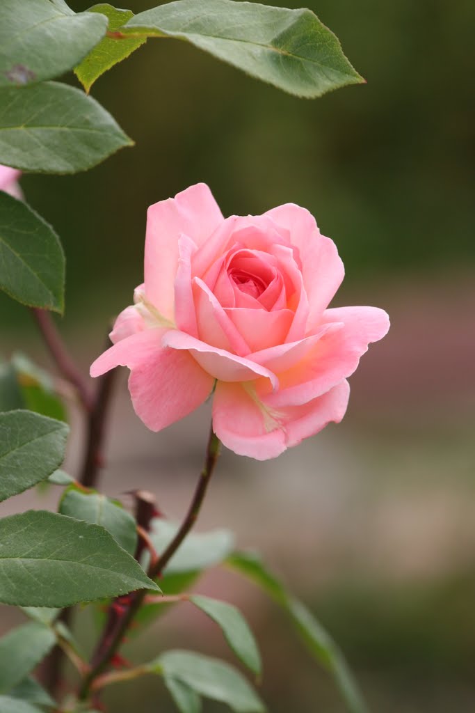 Rose in My Garden, Вестминстер
