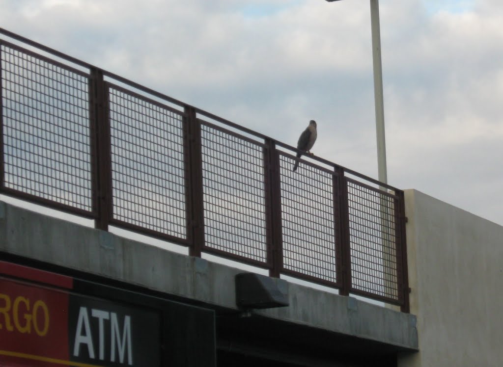 Hawk in the city., Дауни
