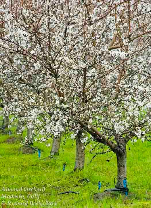 Almond Trees, Modesto, Calif., Дель-Ри