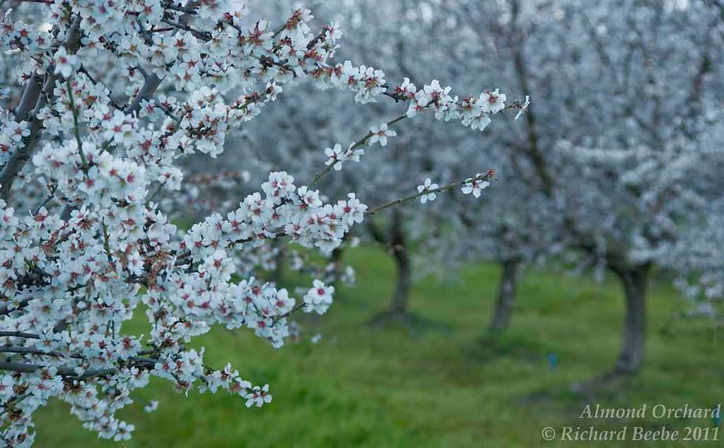 Almond Orchard, Дель-Ри