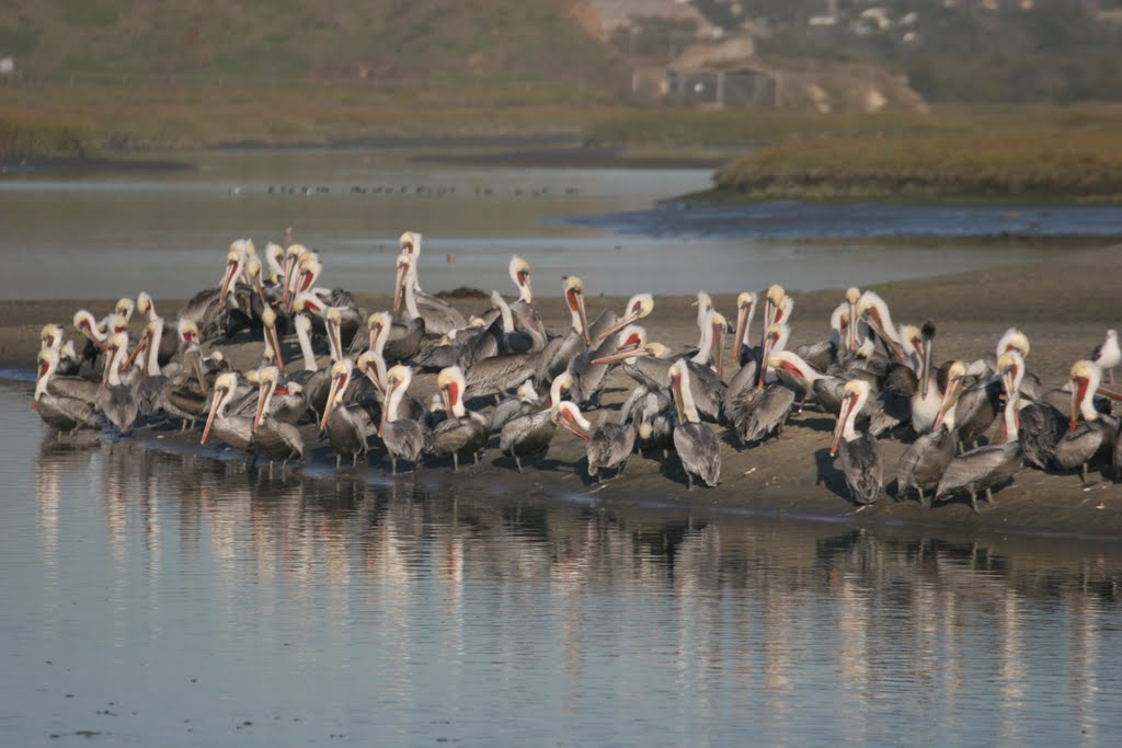 Brown Pelicans at Tijuana River Delta, Империал-Бич