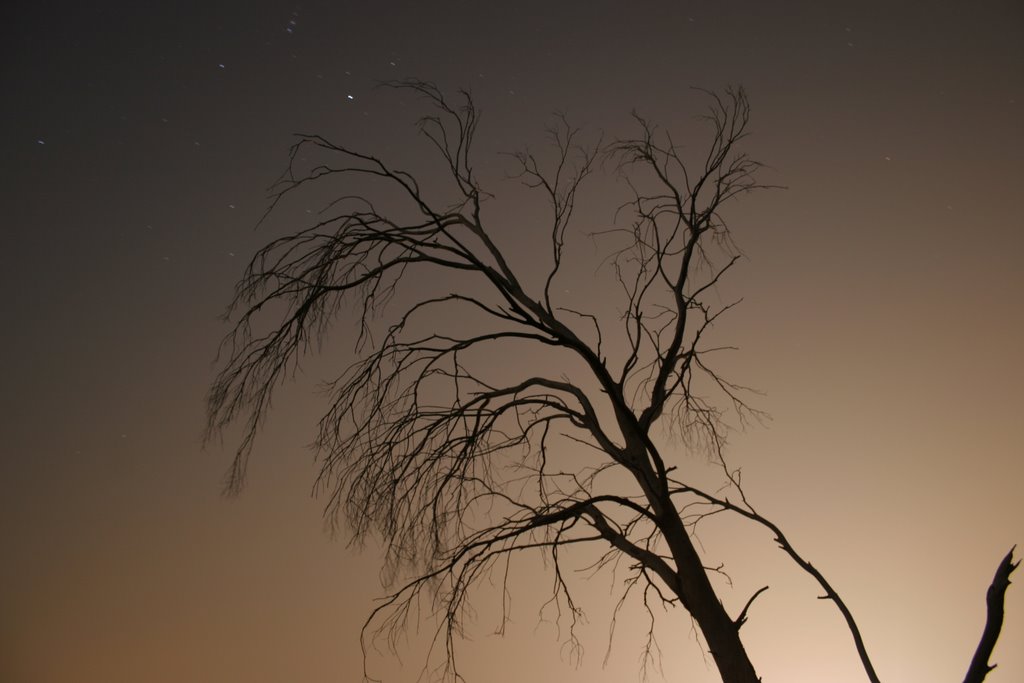 A tree at night up at The Spot, Ист-Портервилл