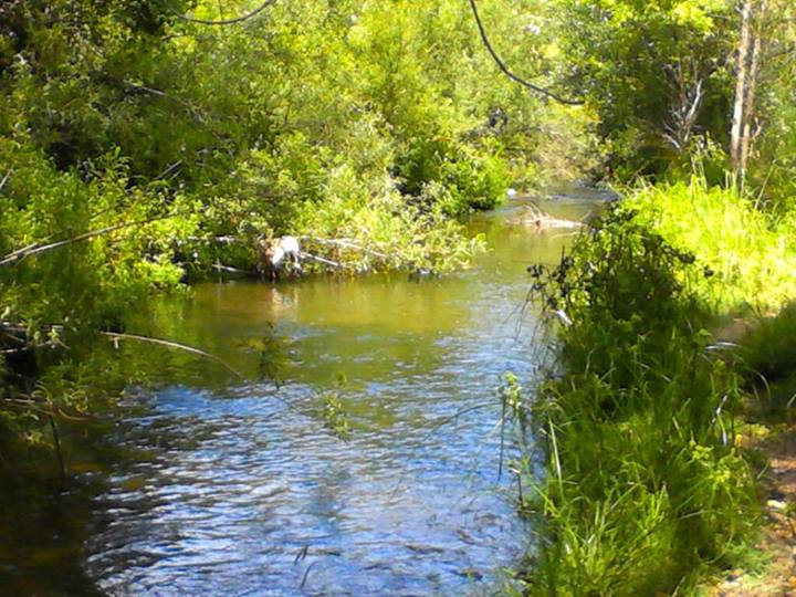 Los Gatos Creek By Walking Trail, Кампбелл
