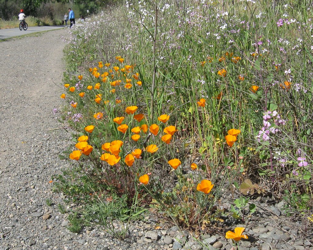 California poppies by Campbell trail, Кампбелл