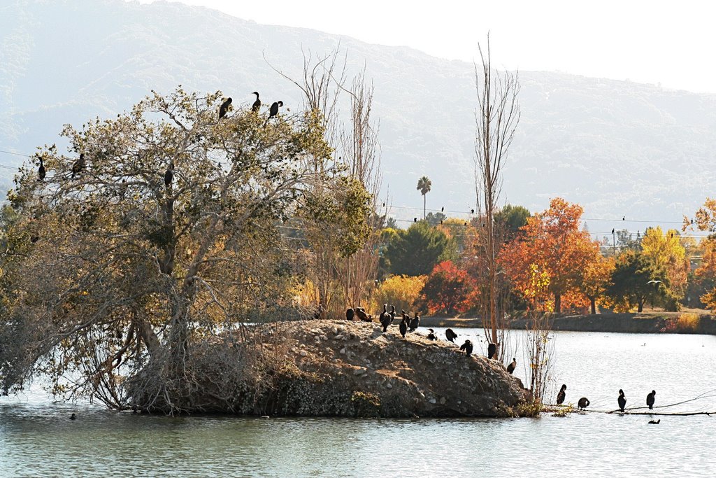 Cormorants on island in Campbell Percolation Pond, Кампбелл