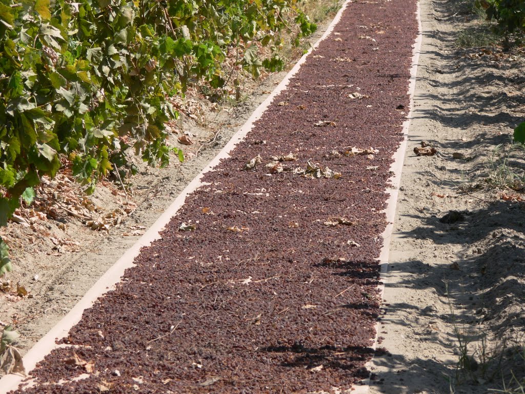 Grapes drying into Raisins near Raisin City, CA, Карутерс