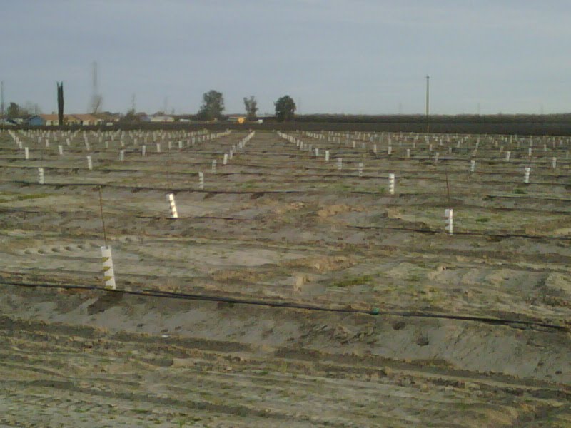 Almond Planting, Карутерс