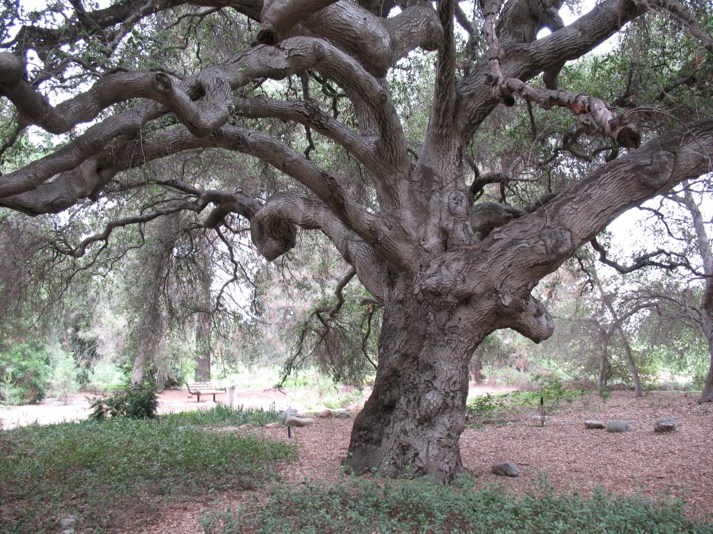 Rancho Santa Ana Botanical Garden- Majestic Oak, Клермонт