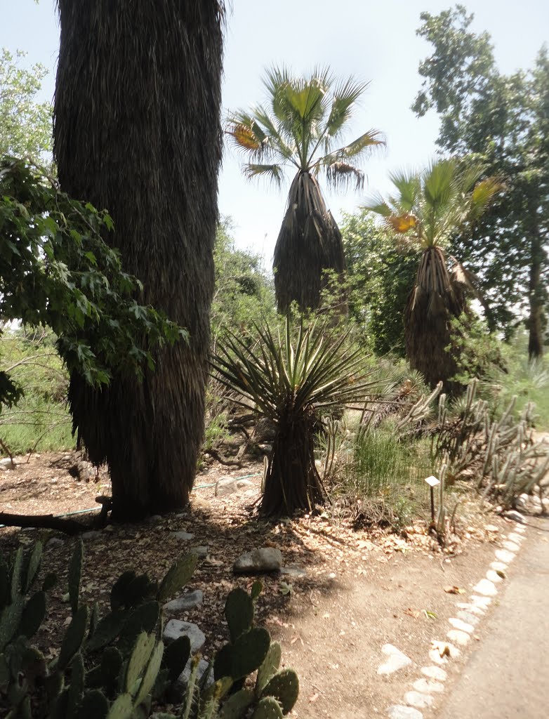 Rancho Santa Ana Botanic Garden, Клермонт