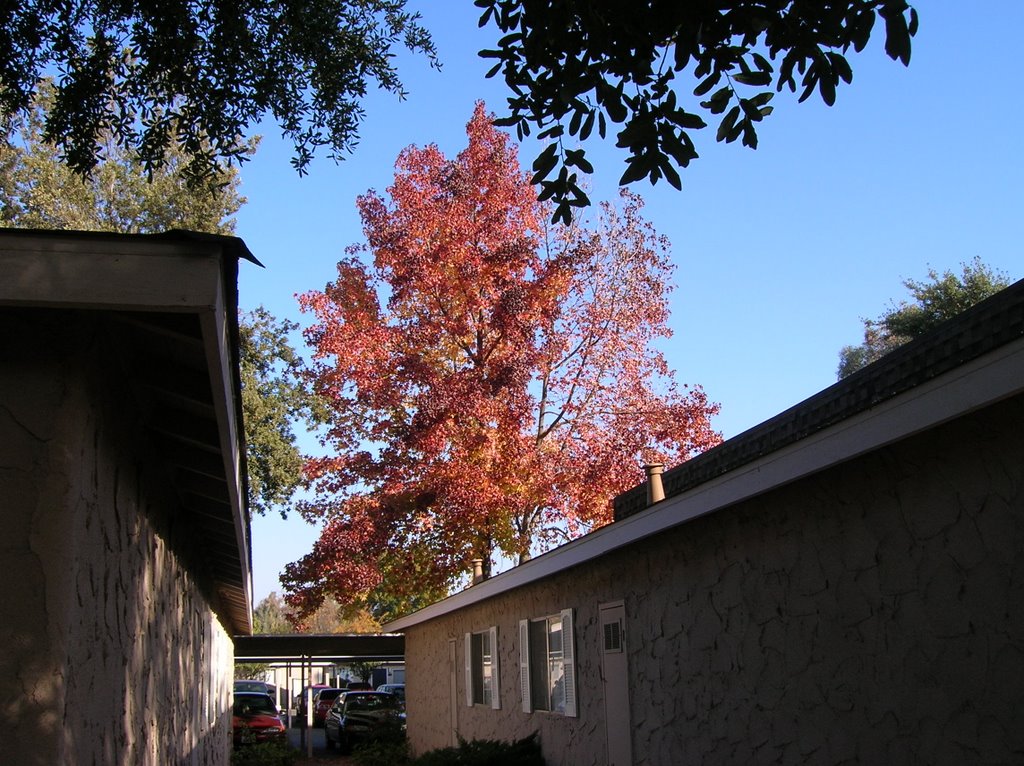 Fall Foliage, Prescott Pointe Apts., Clovis, CA, NOV05, Кловис