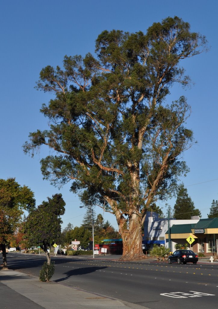 Clayton Road Eucalyptus, Конкорд