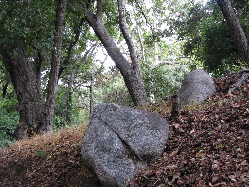 Forest in La Canada, Ла-Канада