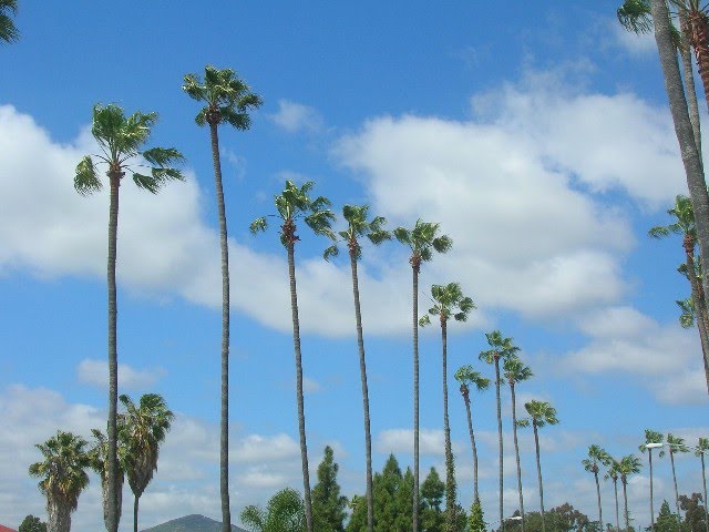 La Mesa Blvd. Palm Trees, Ла-Меса