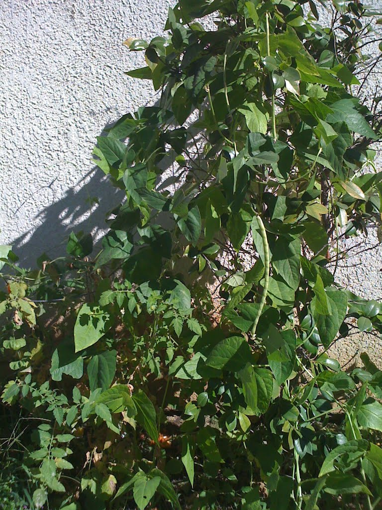 Green Beans, Ла-Мирада
