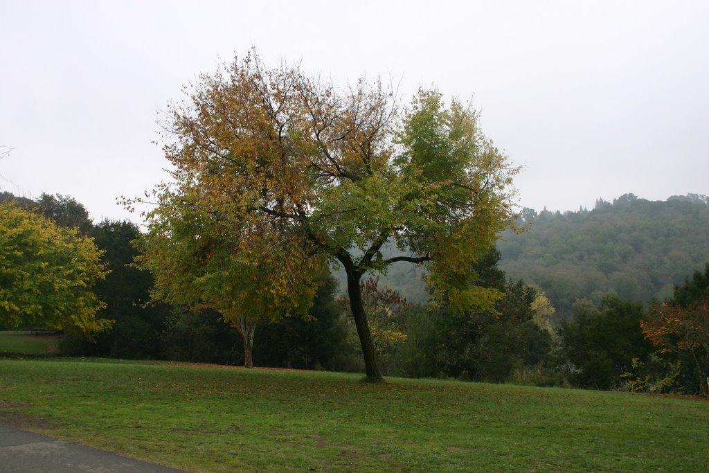 Tree, Lafayette Reservoir, Лафайетт