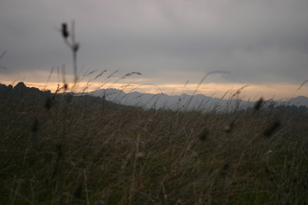 Wind and grass, Moraga hills, Лафайетт