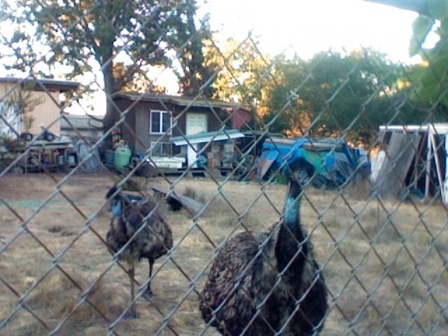 Emus Place, Лемон-Гров