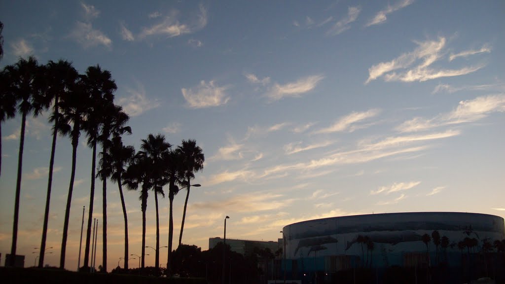 Long Beach Arena & Palm Trees, Лонг-Бич