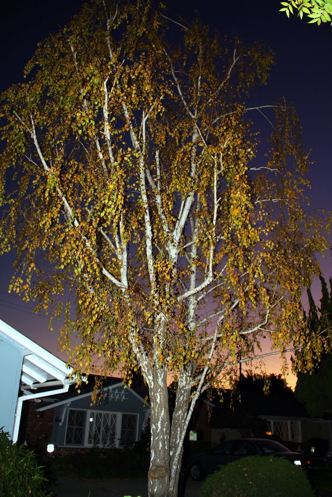 Tree (Берёзка) in Rossmoor, CA, USA, Лос Аламитос