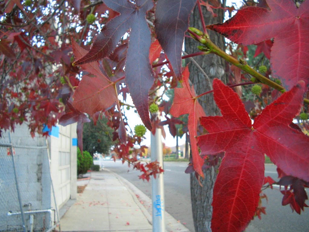 Autumn Colours at El Camino Real, Los Altos, 2008, Лос-Альтос