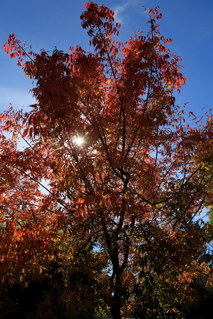 Fall Colors, Los Altos, California, Лос-Альтос
