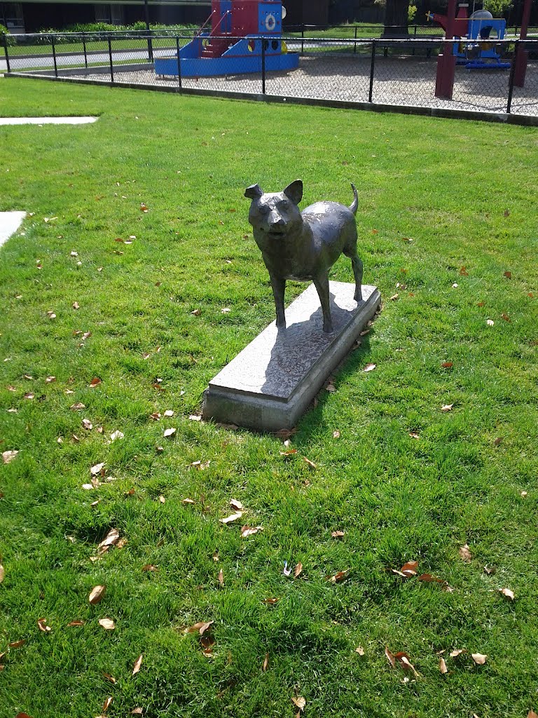 Australian Cattle Dog, Лос-Альтос