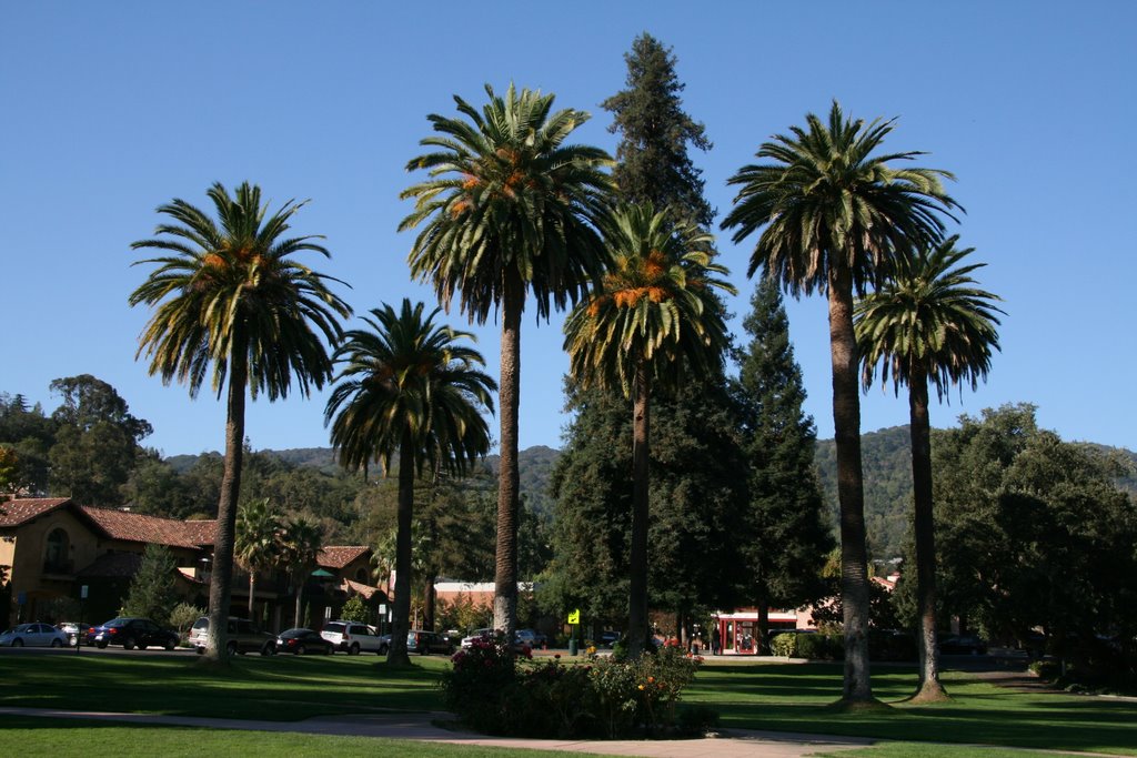 Los Gatos High School - Palm Trees, Los Gatos, California, Лос-Гатос