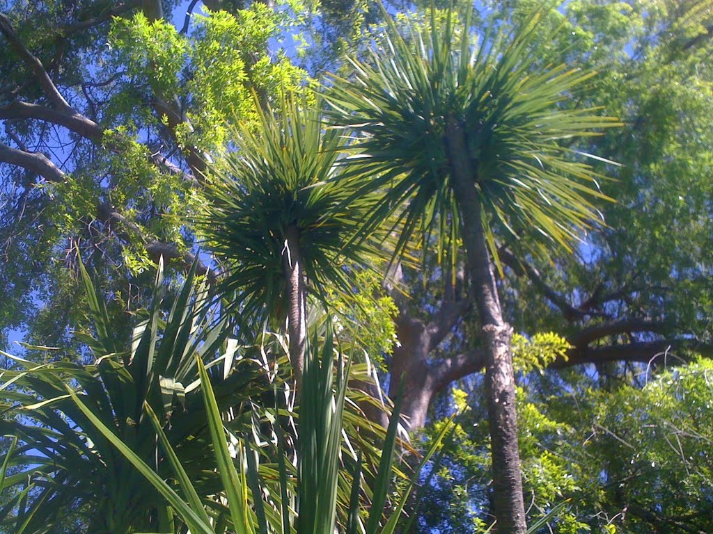 Palm & Elm trees-Los Gatos, Лос-Гатос