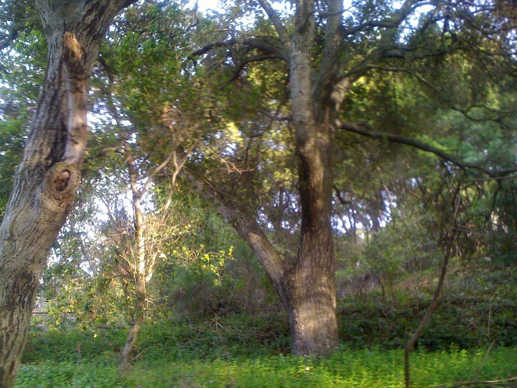 Blueberry Hill Oaks, Лос-Гатос
