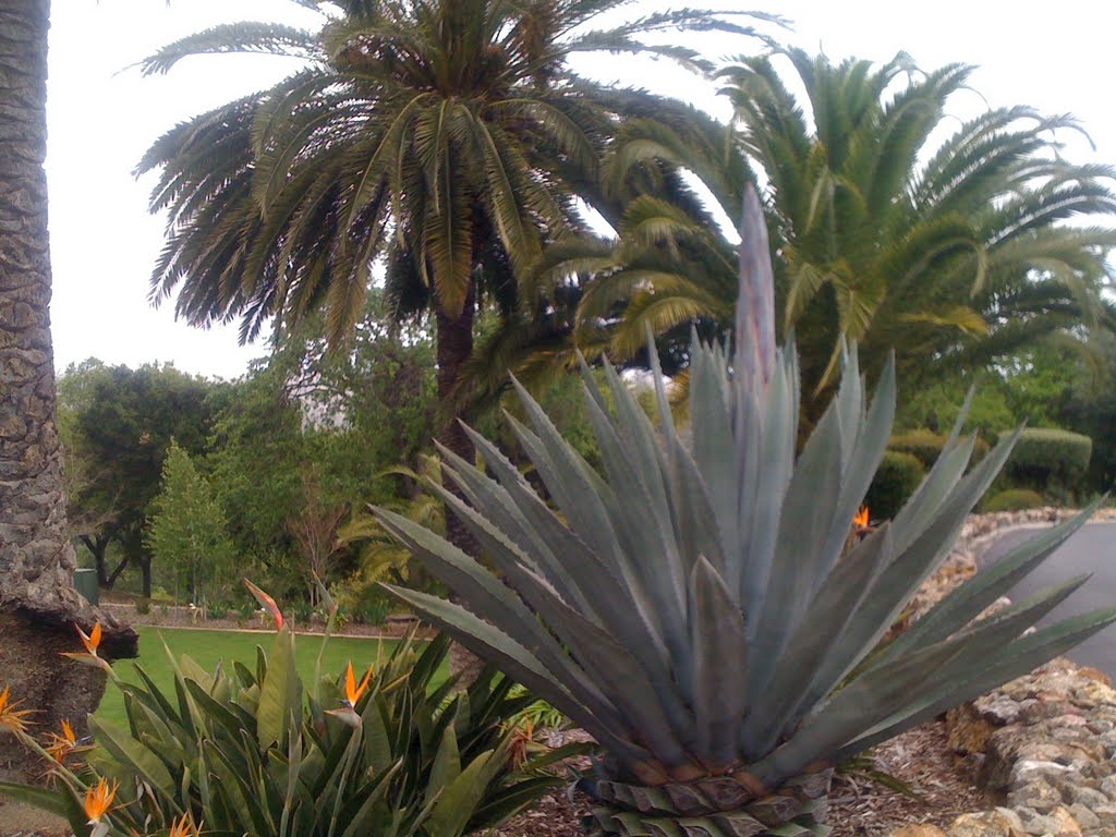 Century Plant, Bird of Paradise, Canary Island Palms, Лос-Гатос