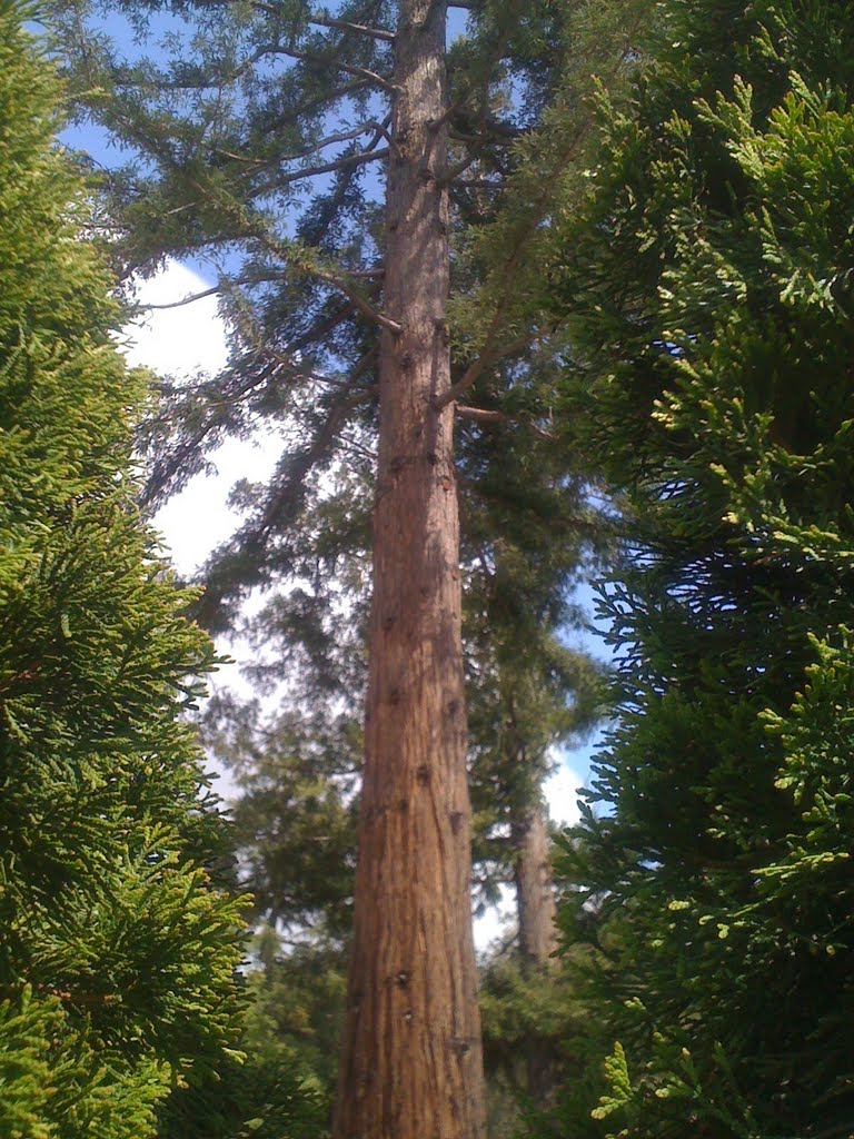 Redwoods-Los Gatos, Лос-Гатос
