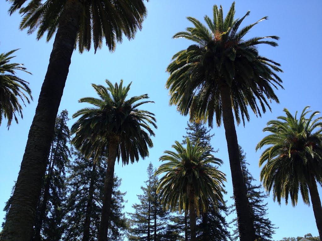Los Gatos-California Redwoods & Canary Island Palms, Лос-Гатос