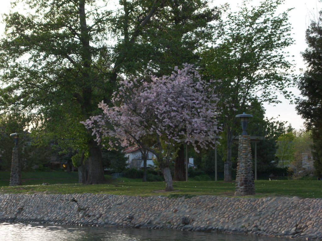 Blossoming tree at Ellis Lake Springtime, Марисвилл