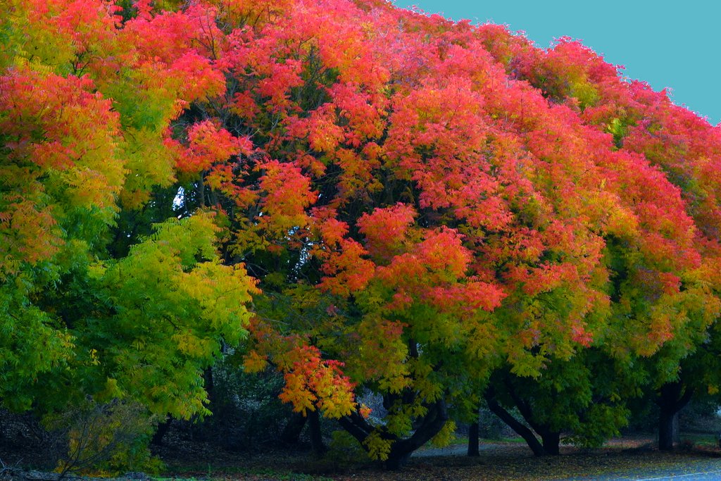 Fall Colors, Menlo Park, CA, Менло-Парк