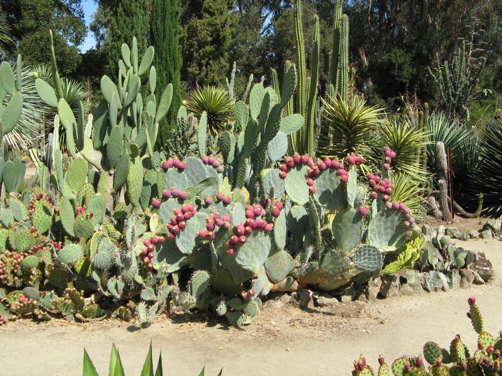 Prickly Pear 1 Arizona Cactus Garden, Менло-Парк