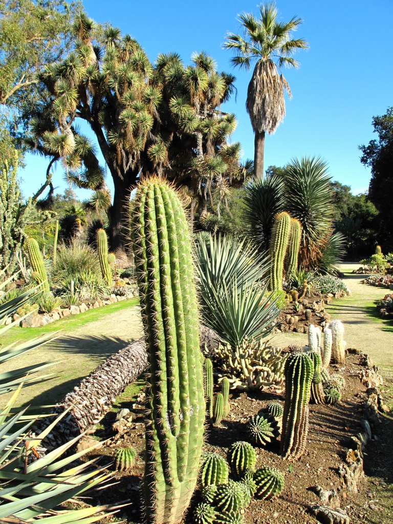 Stanford University - Arizona Cactus Garden, California, Менло-Парк