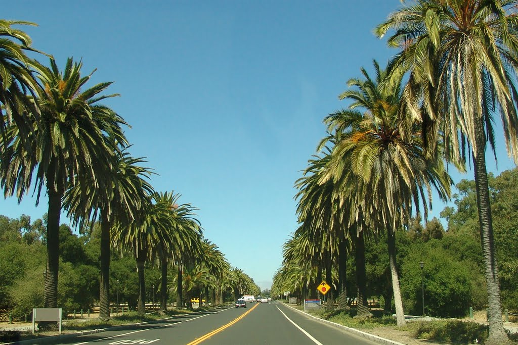 Campus Raod "Palm Drive" at Stanford 2005 / USA, Менло-Парк