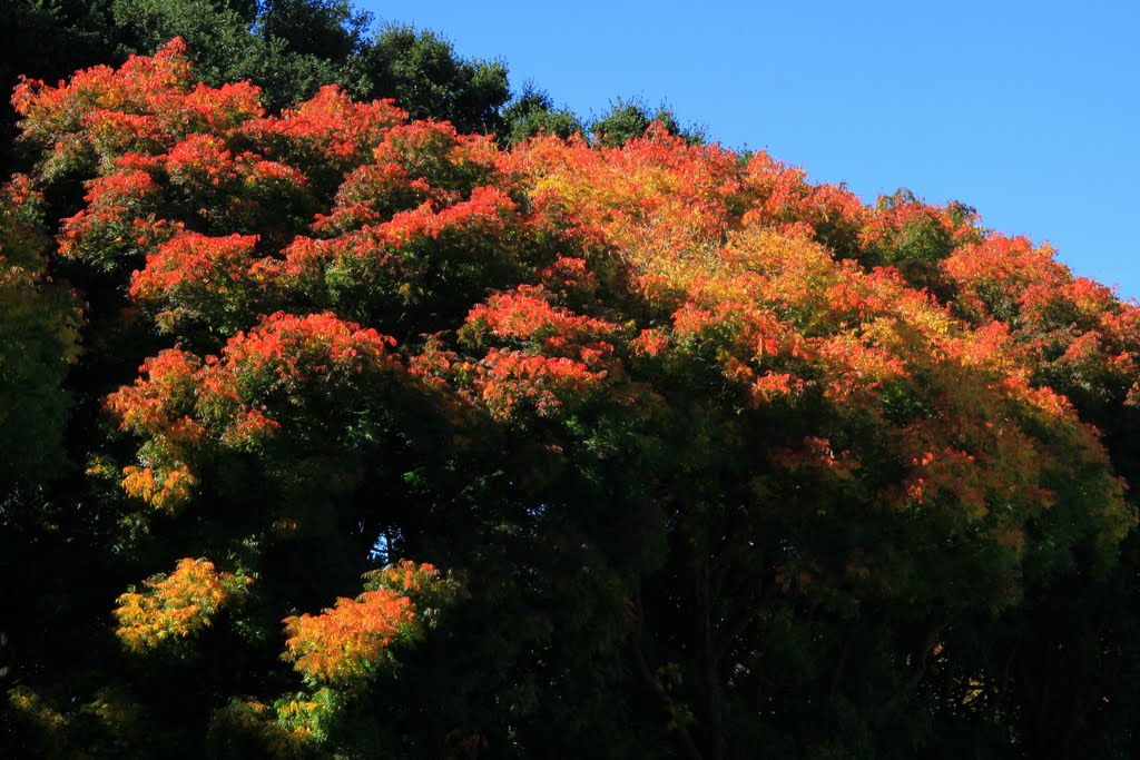 Autumn Colors, Menlo Park, California, Менло-Парк