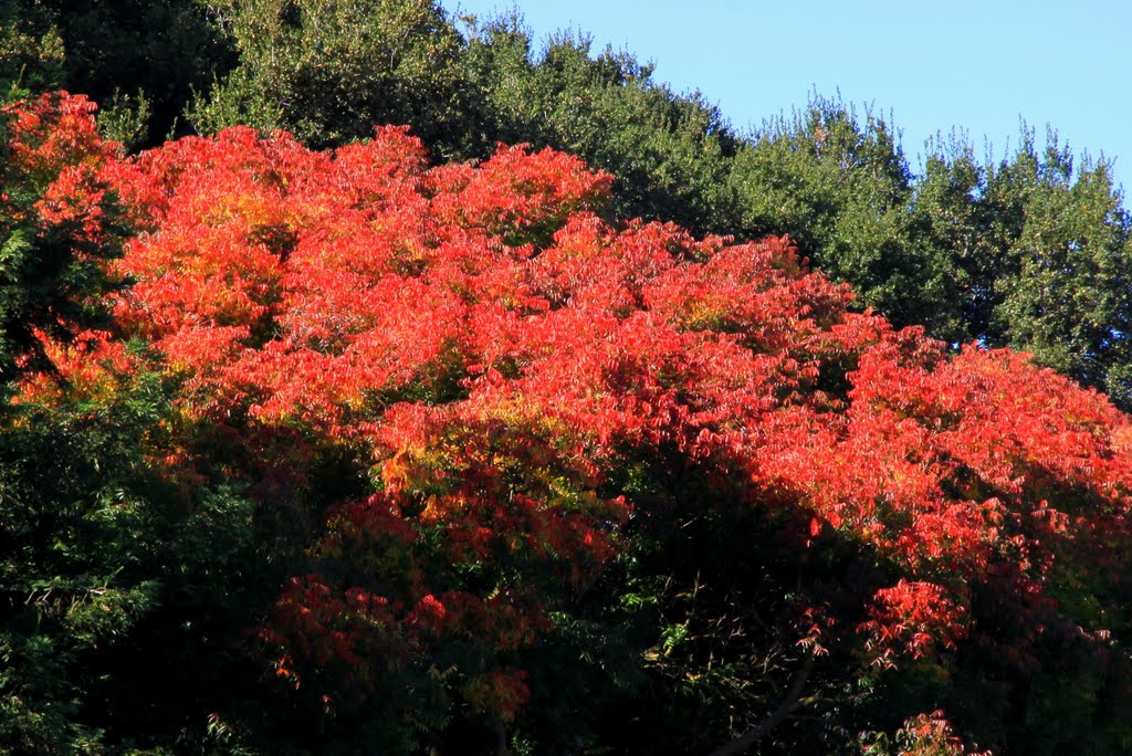Leaves of Fire, Menlo Park, California, Менло-Парк