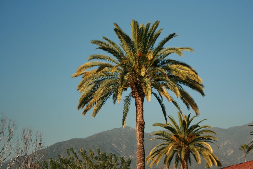 Palms over Monrovia, Монровиа