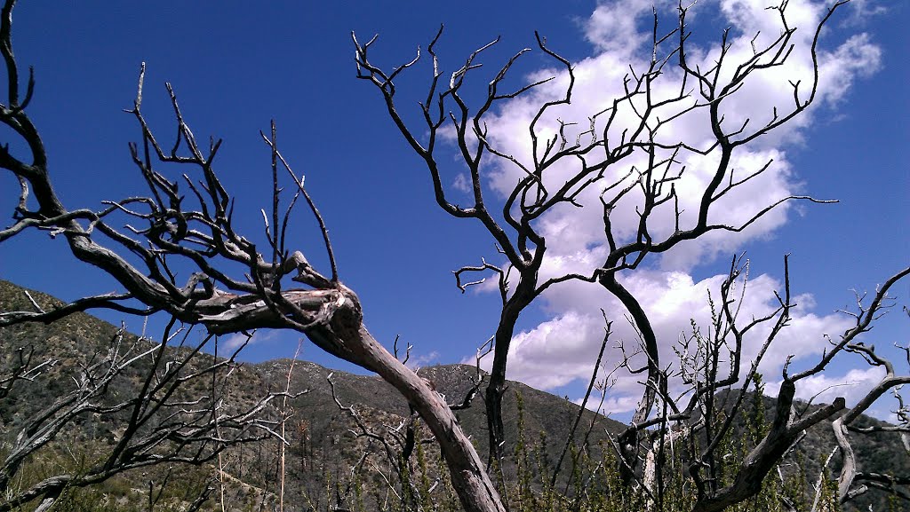 Burned trees, Angeles Forest, Монтроз