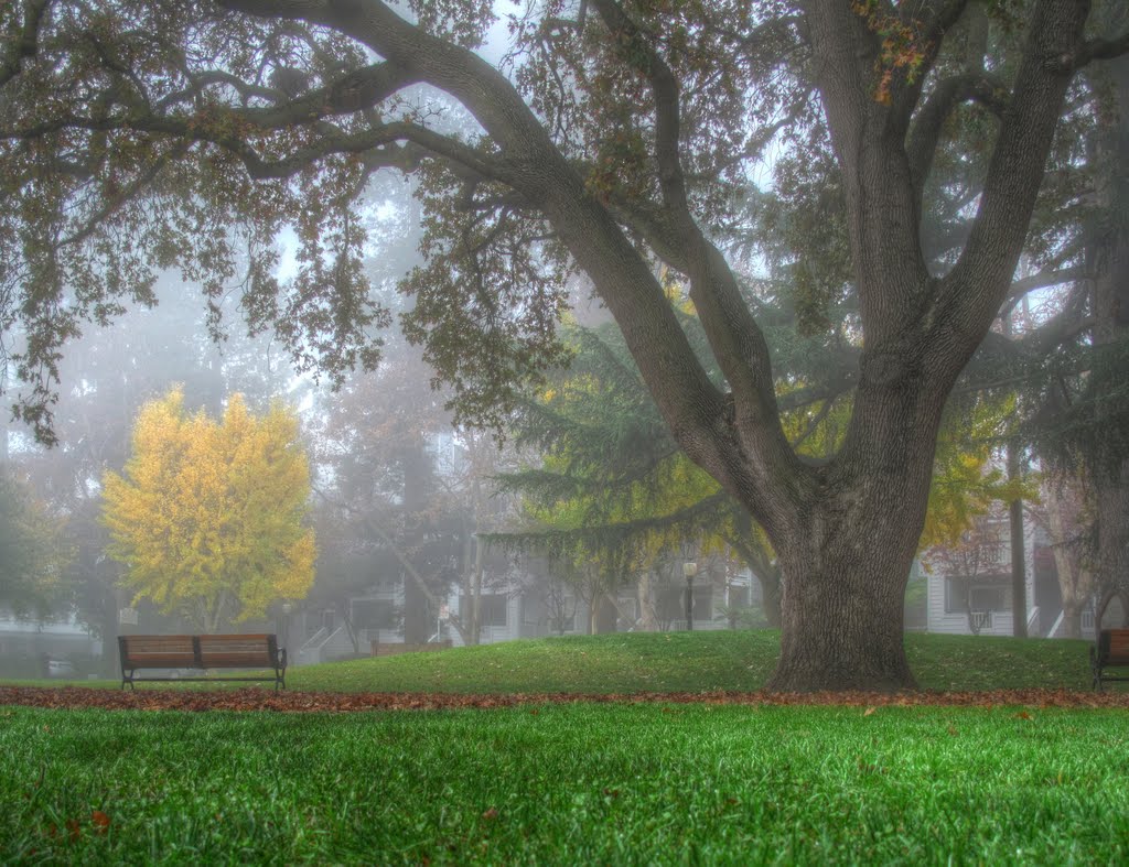 Misty Fall Morning in Pioneer Park, Моунтайн-Вью