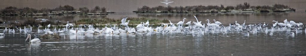 Summer Feast Egrets and Pelicans, Новато