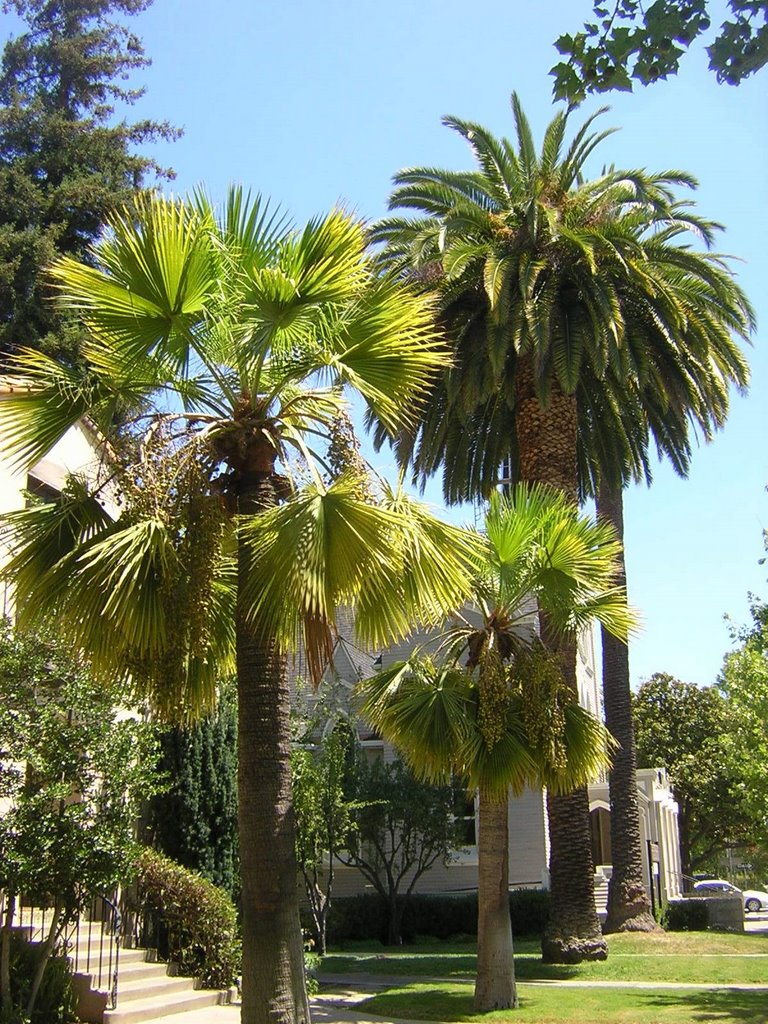 Palm & Palmetto Trees in Palo Alto, Пало-Альто