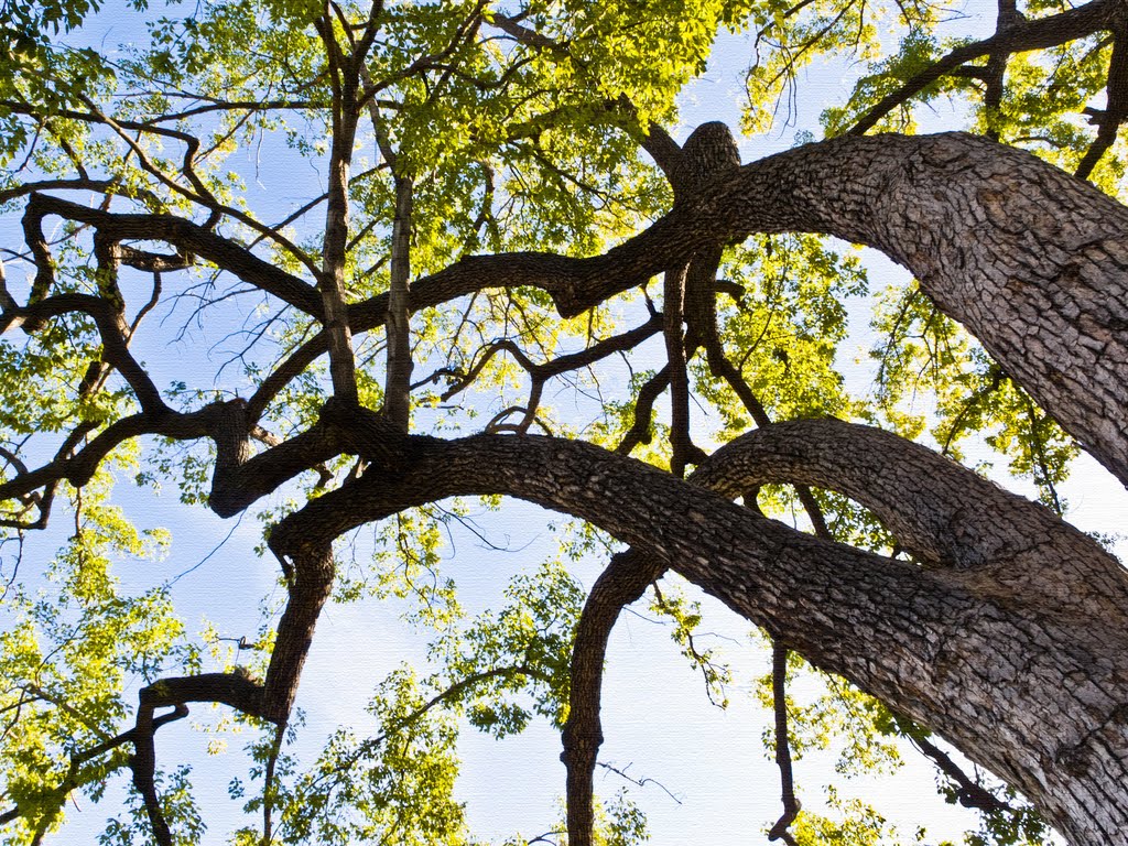 Tree in Pasadena Central Park, Pasadena, Пасадена