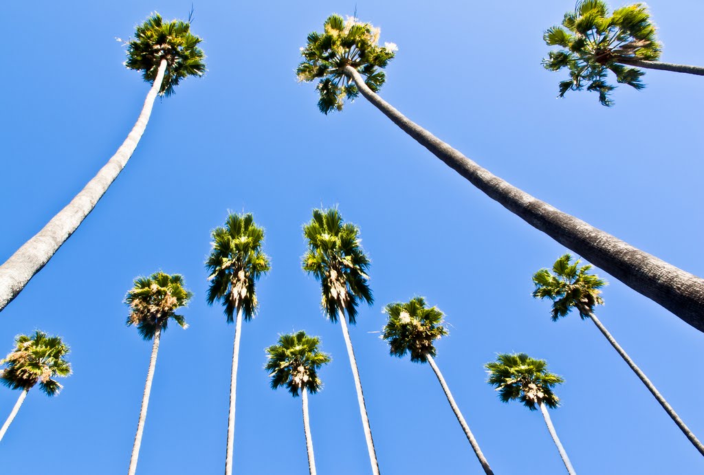 Palm-Trees on W. Del Mar Boulevard, Pasadena, Пасадена