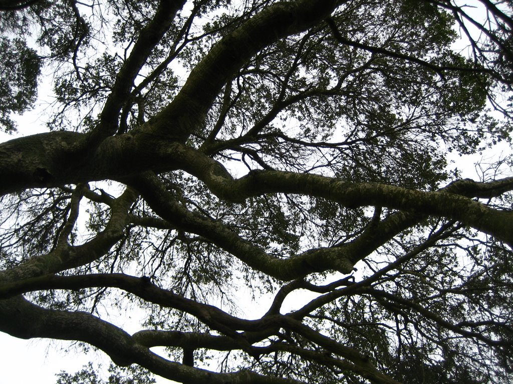 The Climbing Tree, Петалума