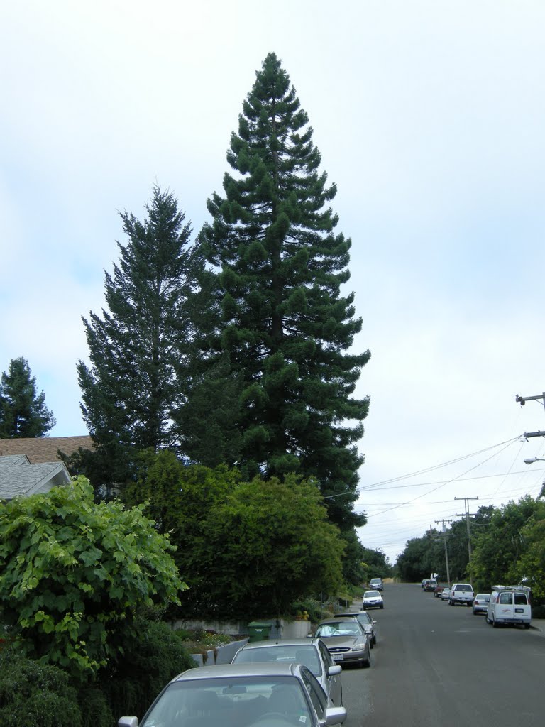 A remarkably bushy varient Coast Redwood - July 2011, Петалума